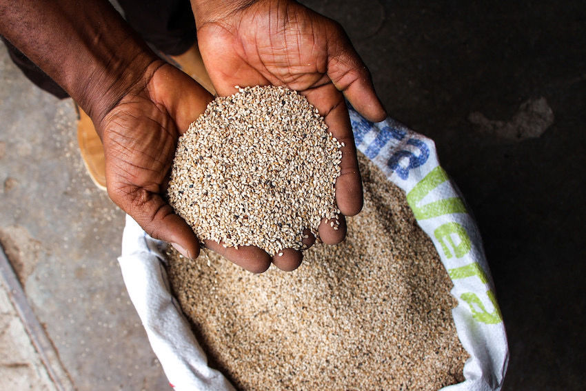 Hands holding sesame seeds over an open sack